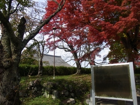 RIMG1065 (480x360).jpg